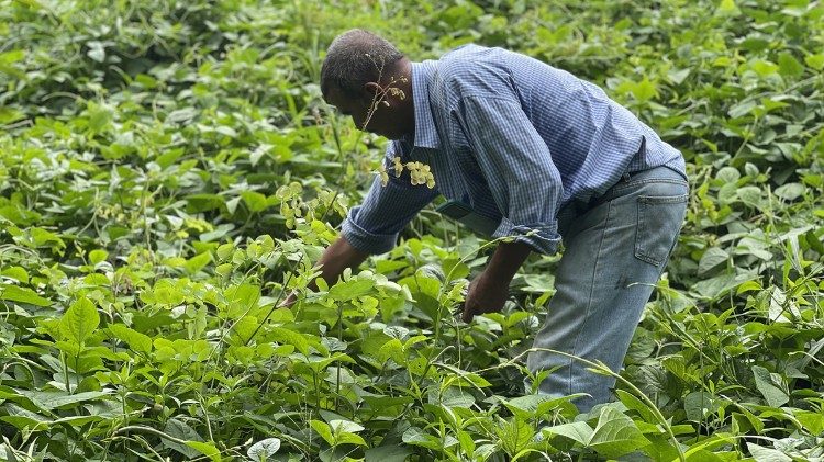 Raccolta di fagioli nel dipartimento di Choluteca