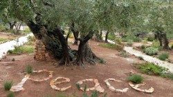 Il giardino del Getsemani, Gerusalemme
