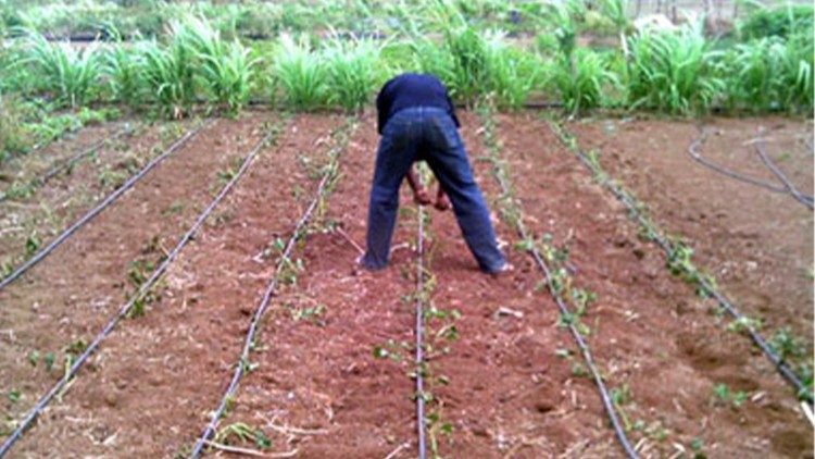 Agricultura, um dos dom&iacute;nios da a&ccedil;&atilde;o da C&aacute;ritas
