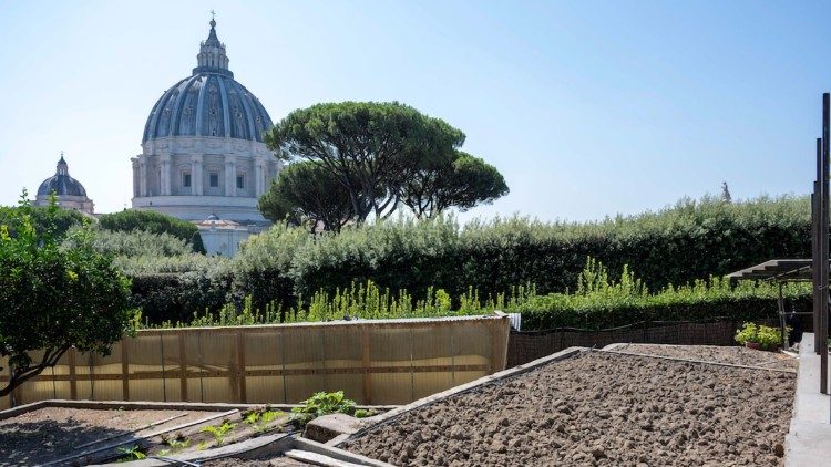 Uno scorcio della cupola di San Pietro, dall'orto accanto al monastero Mater Eccelsiae, nei Giardini Vaticani. 