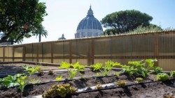 L'orto dei Giardini Vaitcani: 400 metri quadrati coltivati secondo criteri biologici. 