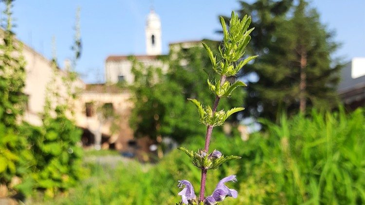 Giardino Mistico dei Carmelitani Scalzi, 2025, Foto di Ermanno Barucco; Courtesy Provincia veneta dell’Ordine dei Carmelitani Scalzi.