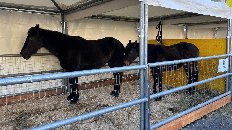Due esemplari di cavallo romano della Maremma Laziale. 