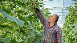 I peperoni verdi di Qaraqosh