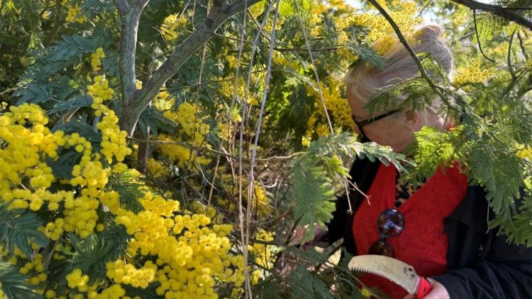 Mimosenholz im Garten von Signora Cardinale bei Rom (Die Rechte für die Fotos dieses Artikels liegen bei I. Andraschek)