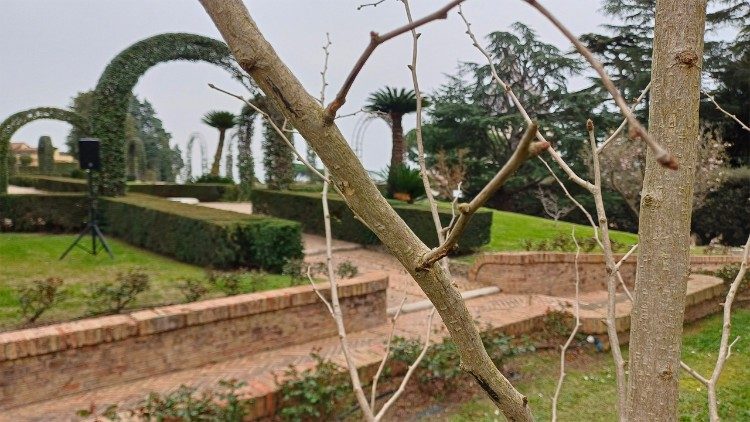 L'albero, definito un "fossile vivente" poich&eacute; deriva da una specie vissuta oltre 200 milioni di anni fa, sopravvisse all'esplosione di Hiroshima.