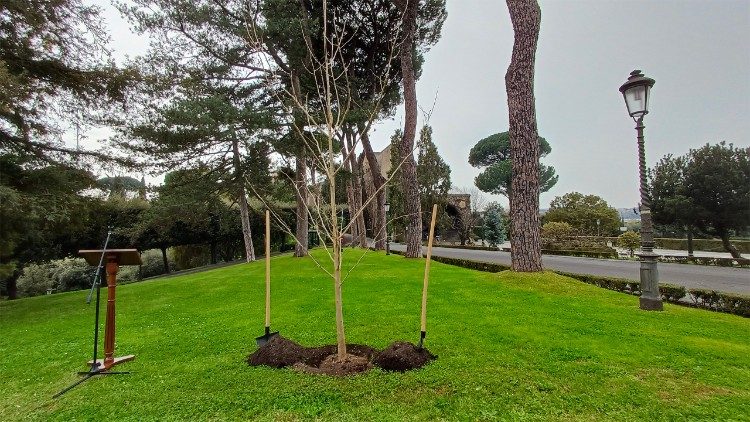 J&ouml;vőre vir&aacute;gzik ki a fa