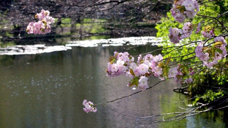 Una scena primaverile con fiori accanto ad uno stagno.